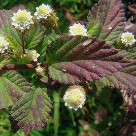 Herbe sucrée des Aztèques, Verveine sucrante / Lippia dulcis